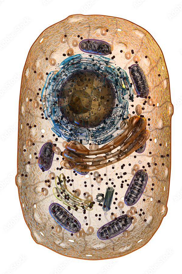 cell
